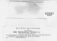 Exobasidium vaccinii image